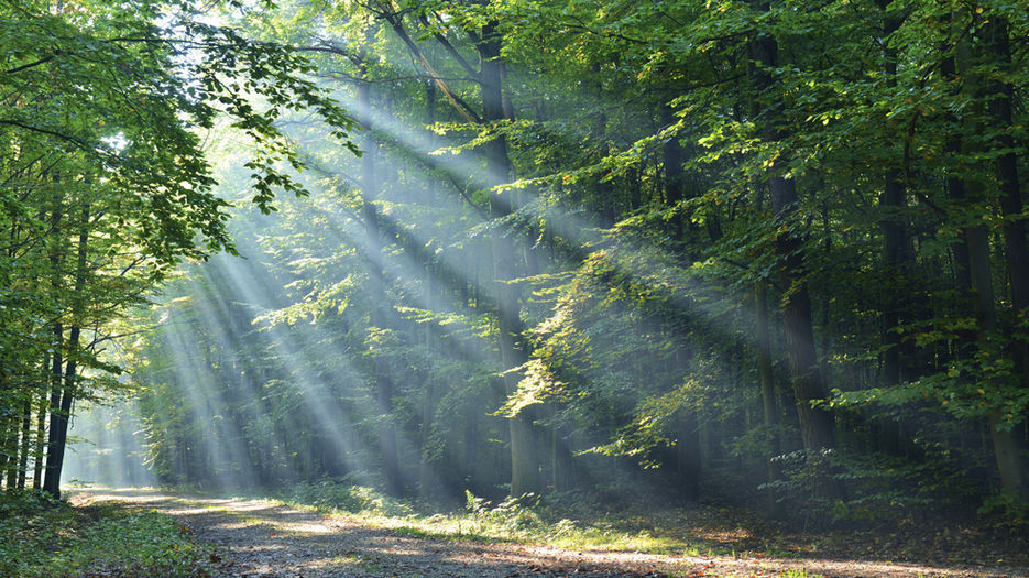 Natures Wonderful Impact on Brain Development