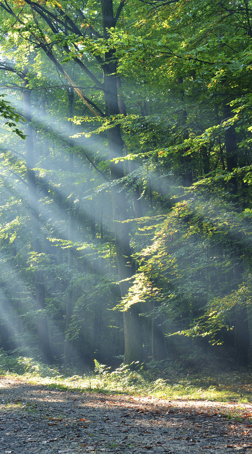 Forêt