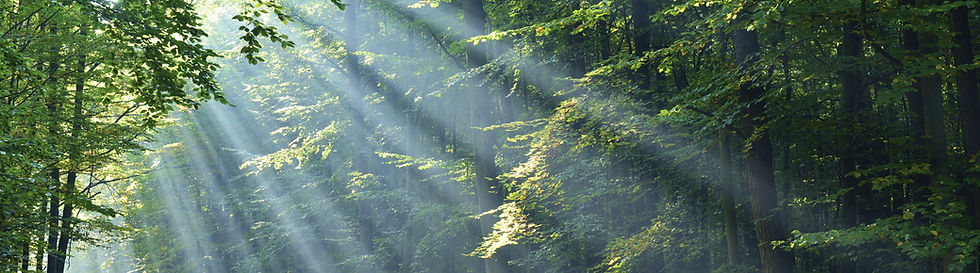 Bosque