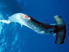 Shark Finning: Fish are Friends NOT FOOD!