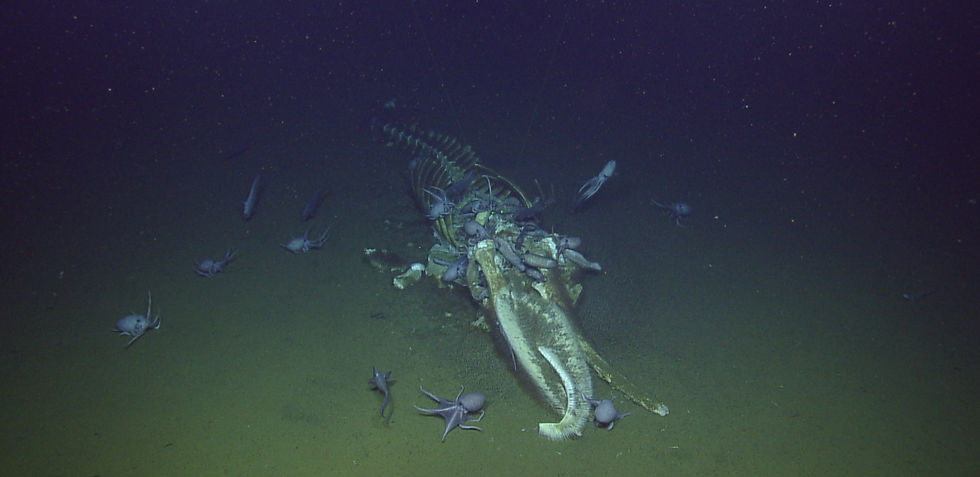 Whale Falls: Death?... or a New Beginning?