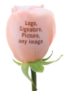 Veinte Mingle Red Pink