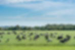 herd-cattle-grazing-fresh-meadow-blue-sky-with-clouds.jpg