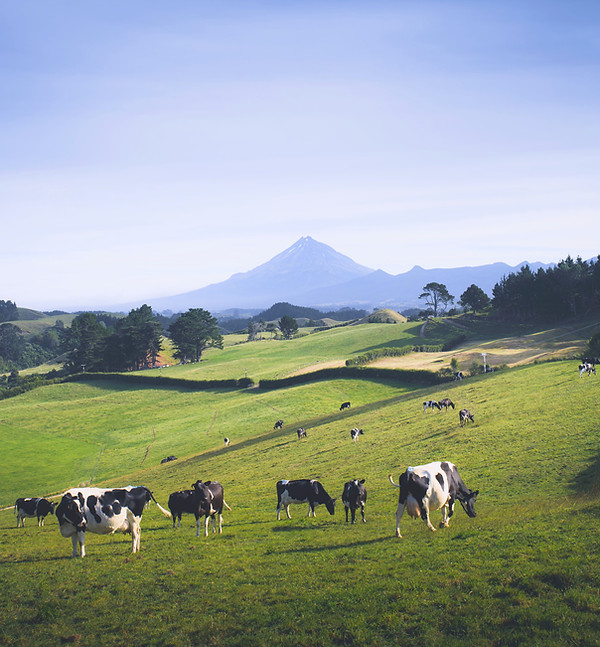 herd-black-white-cows-grassland
