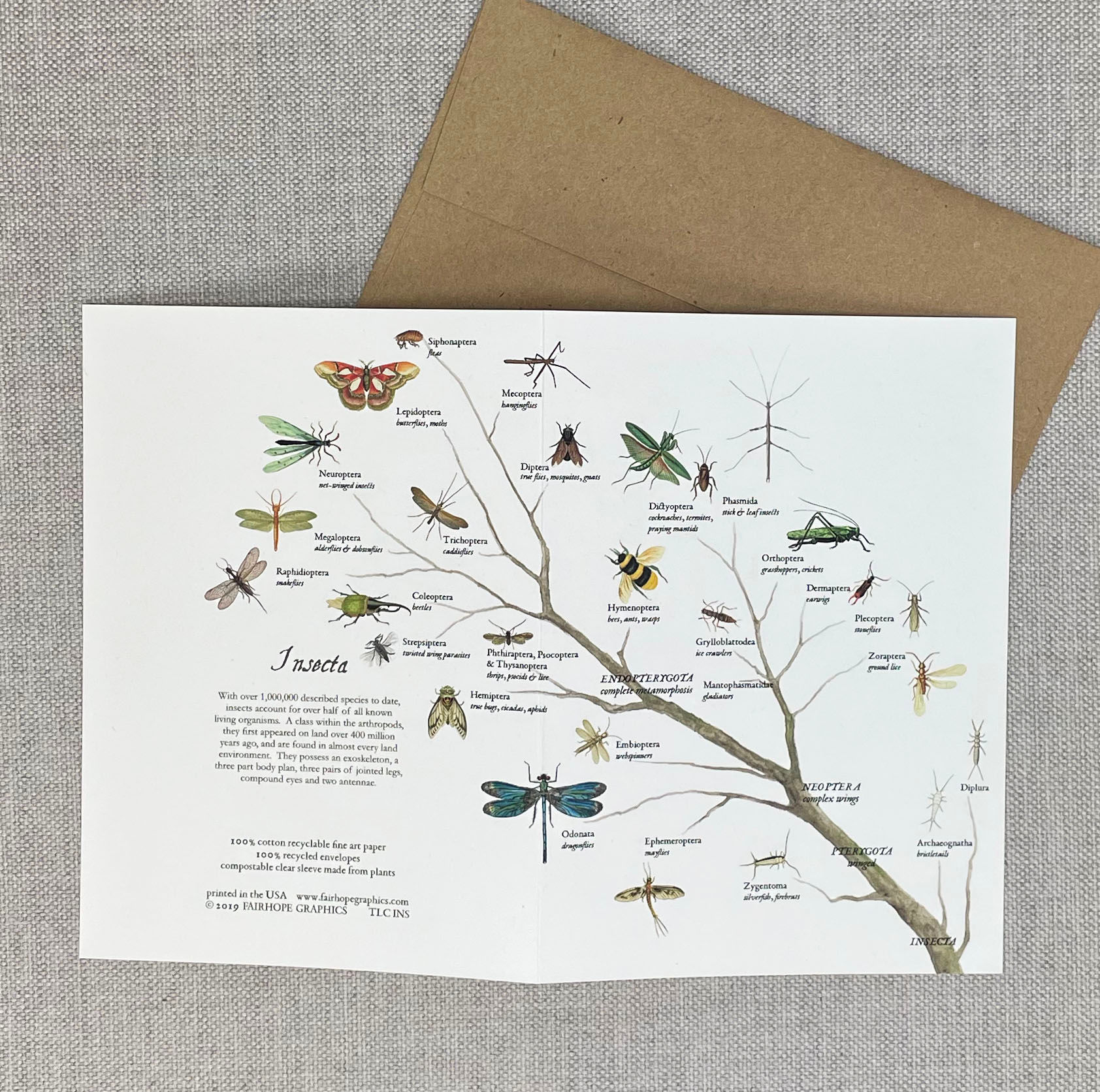 Notecard - Insects Branch