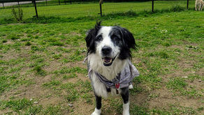 5 Best Pittsburgh-Area Dog Parks