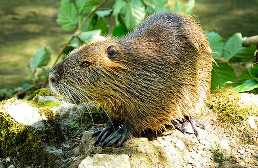 beaver-862600_1920 Pixabay.jpg