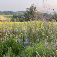 Une voile mauve du verbena bonariensis