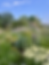 CP_planting_achillea_allium_salvia