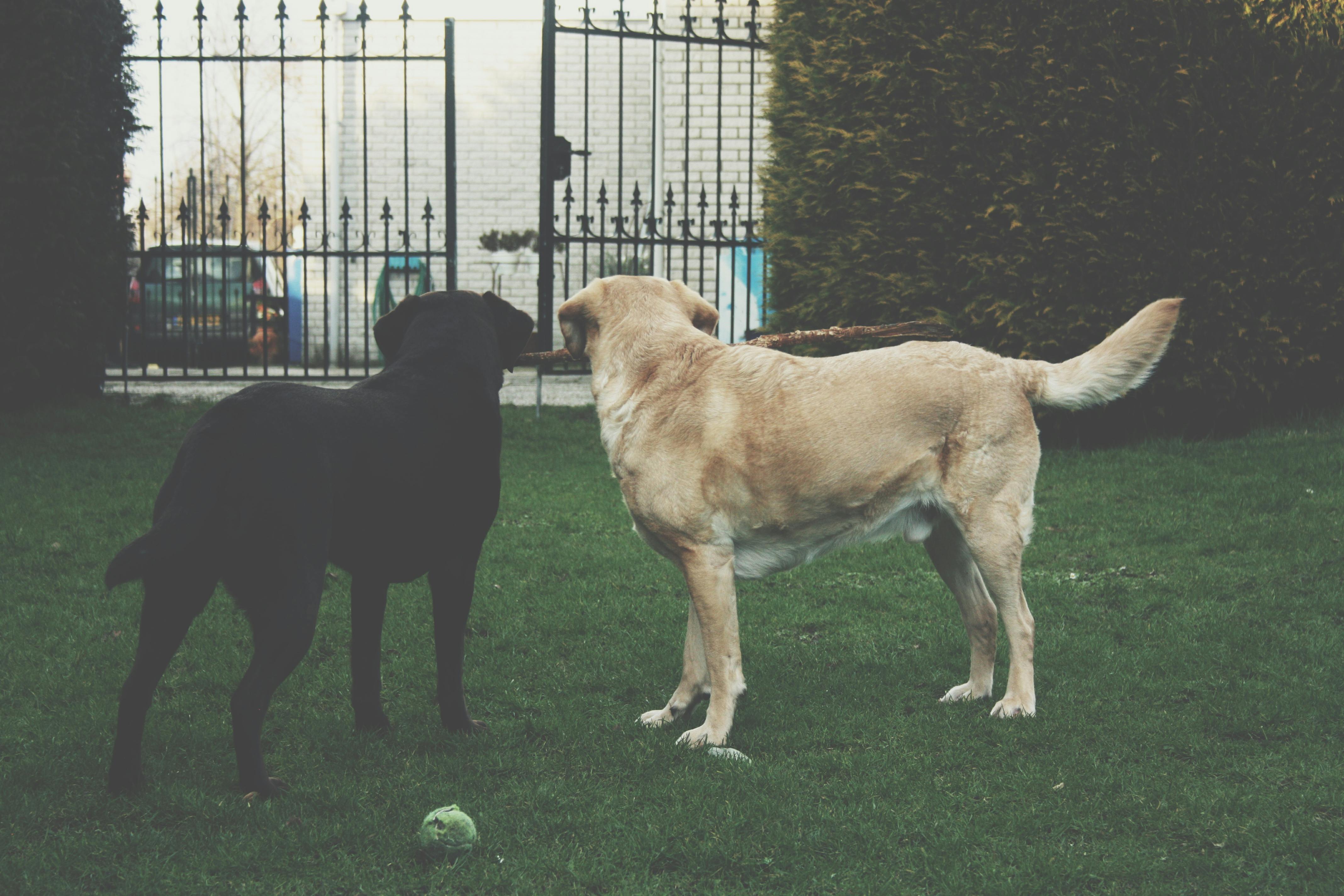 Harbor and CoVet Announce Strategic Partnership to Integrate AI Tools into Veterinary Education and Practice