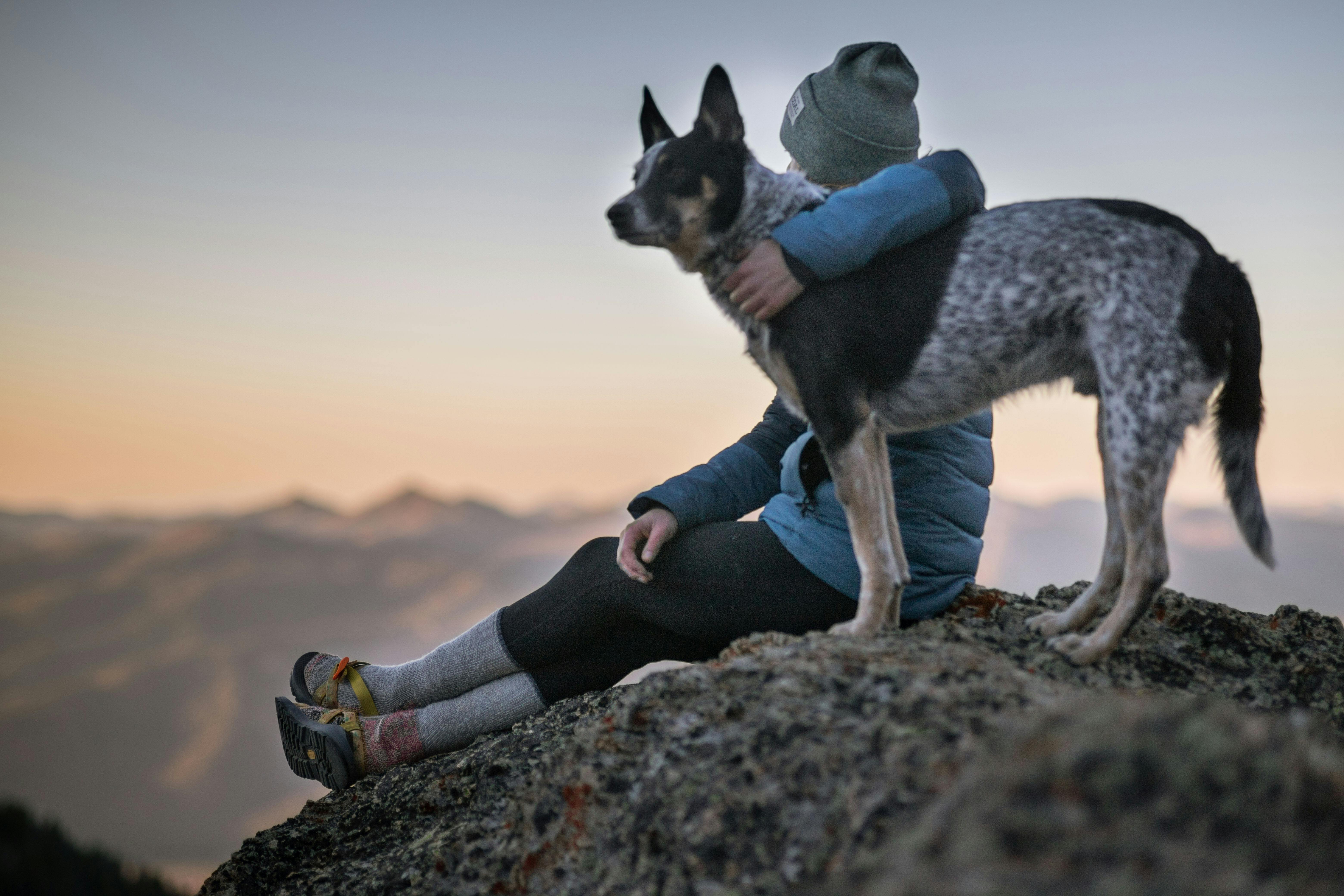 CoVet Announces Partnership with the West Coast Veterinary Resource Collective (WCVRC)