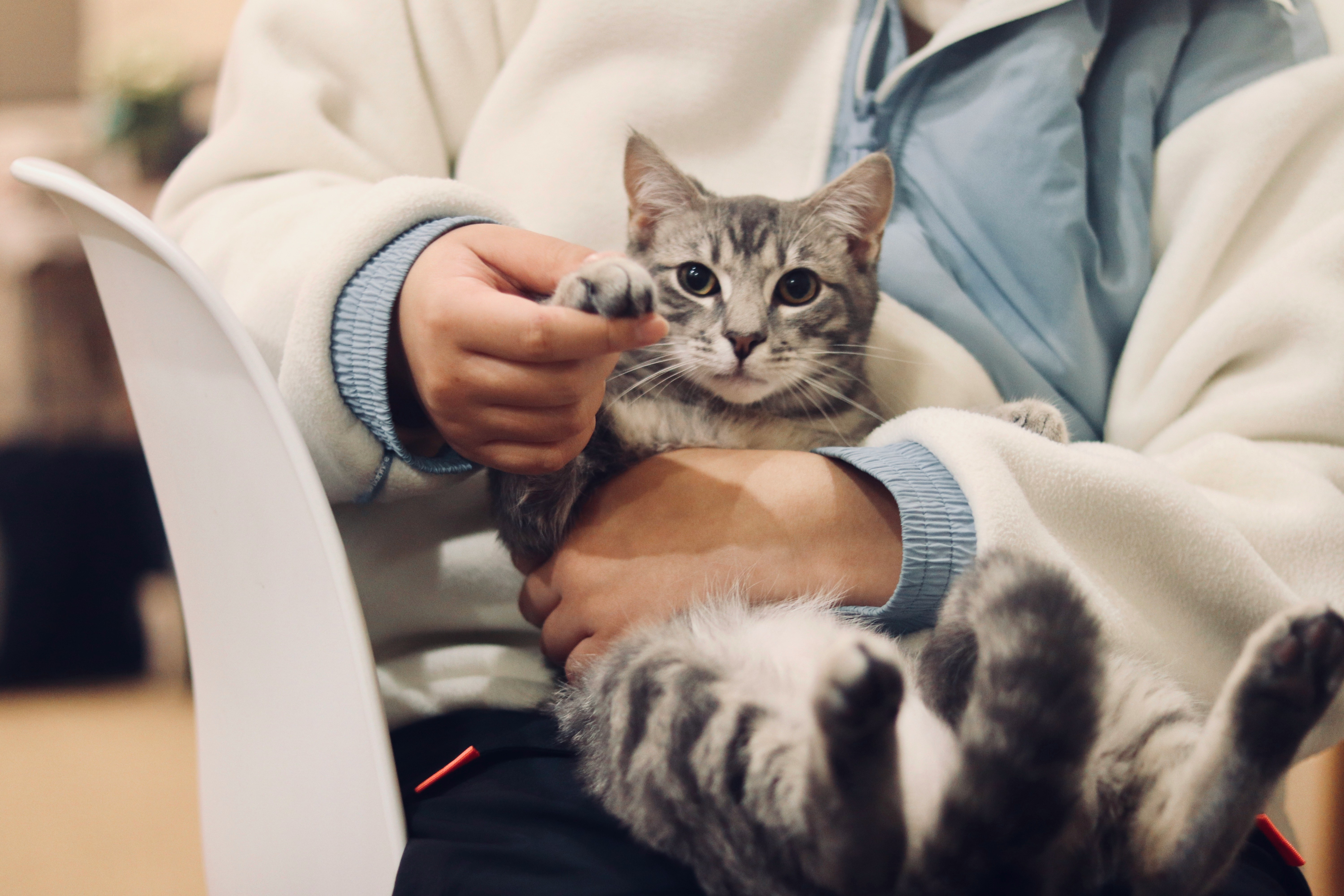 Colorado State University College of Veterinary Medicine and Biomedical Sciences Partners with CoVet to Advance AI in Veterinary Education and Clinical Practice