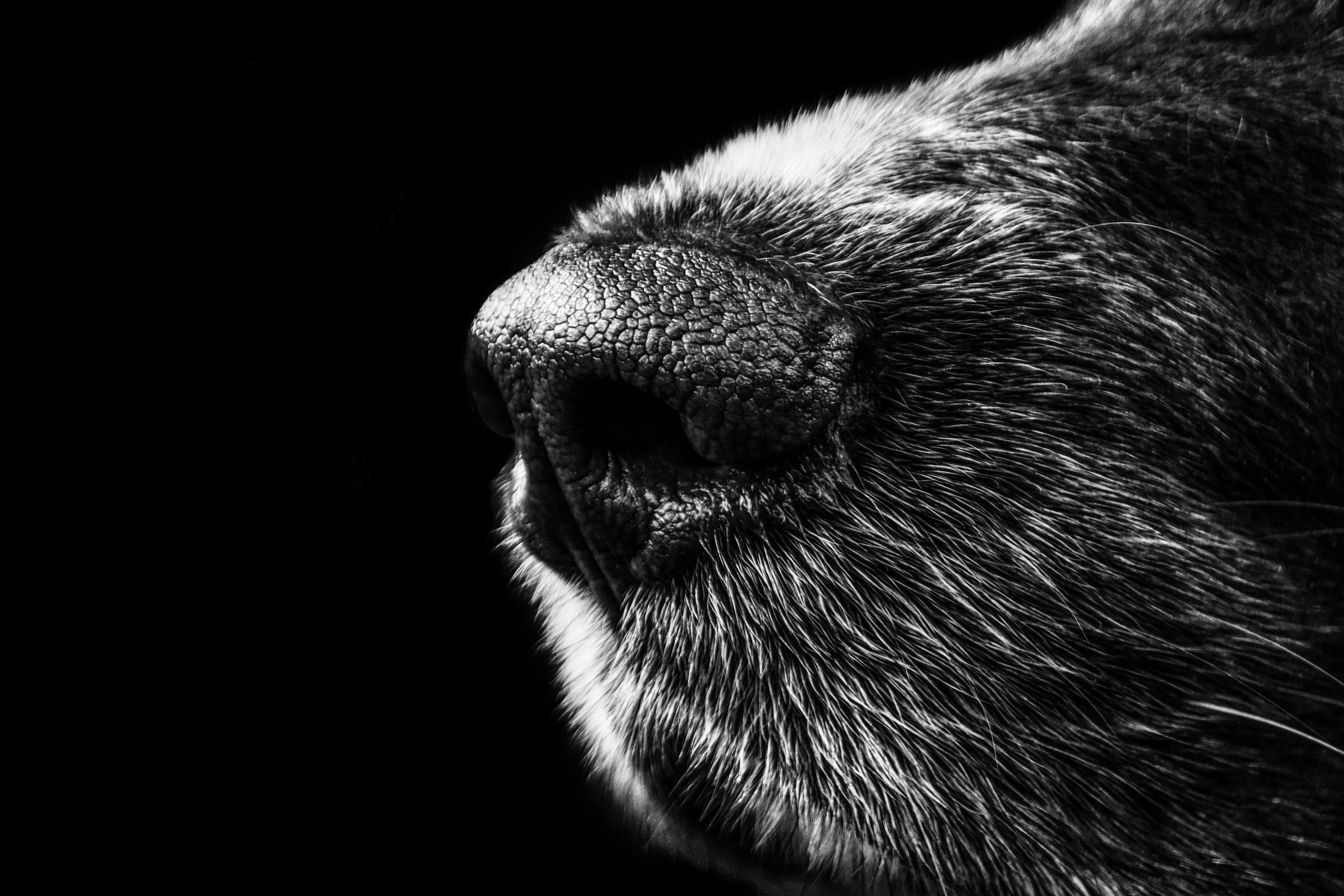 CoVet Forms Groundbreaking Specialty Advisory Board to Guide Future of Veterinary AI