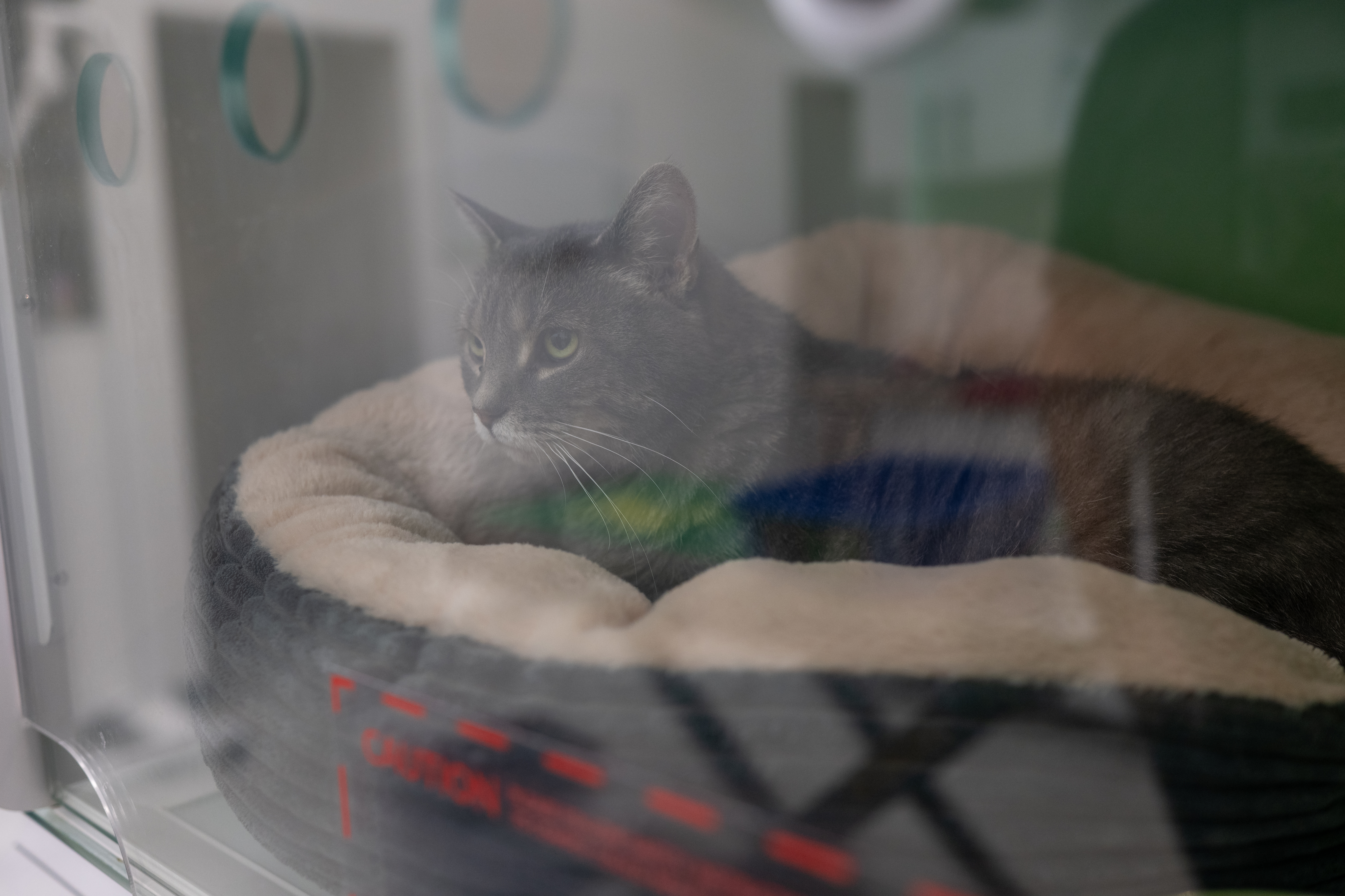CoVet and Community Veterinary Outreach Partner to Strengthen Care for Vulnerable Communities and Their Pets