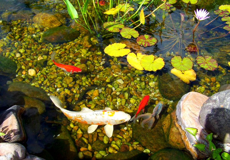 Koi in 4ft deep pond