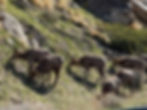 Big Horn Sheep