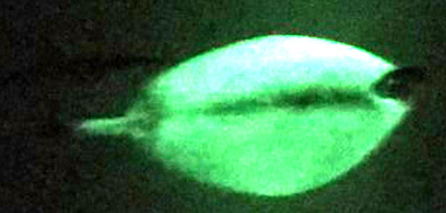 Sheep sticker Glow