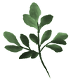 arruda desenho.png