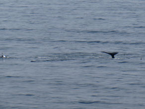 Beyond the Compass Part VII