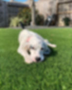Is artificial turf safe for your beloved pets? 🐕️ 🤔 At Lux Lawn, our top-tier synthetic grass is pet-friendly, making it a fun and enjoyable outdoor haven for your furry family members. #petsafespaces #petfriendly #turfcaremastery #luxlawnturf #artificialturf #artificiallawn #syntheticgrass #greengrass #homeimprovement #homeupgrade