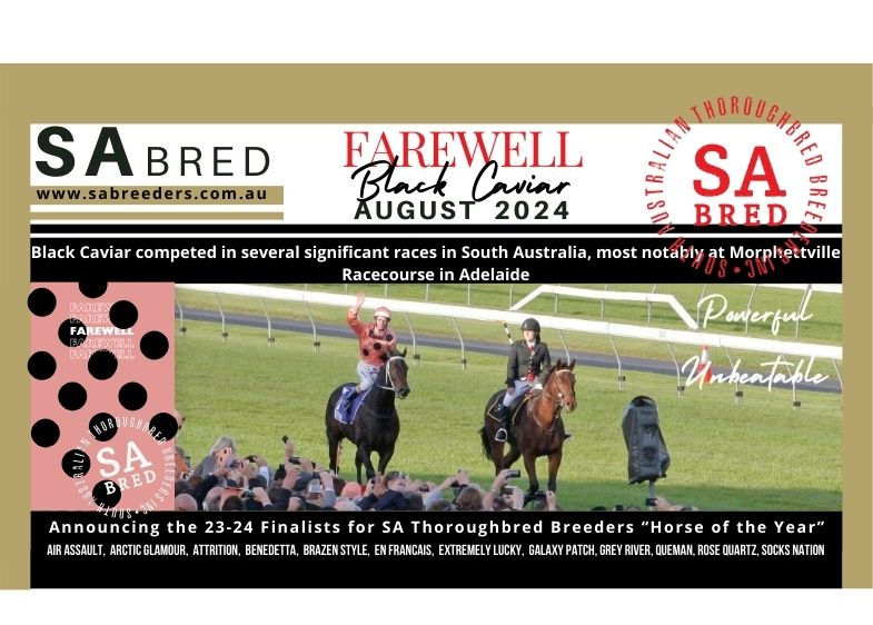 SA Breeders NEWSLETTER AUGUST  2024 Finalists Horse of the Year 23-24