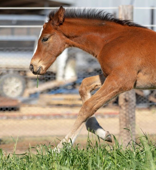 SA Breeder Kambula Stud Farm - South Australia - Thoroughbred Colt