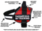 Working "Therapy Dog In Training" Harness