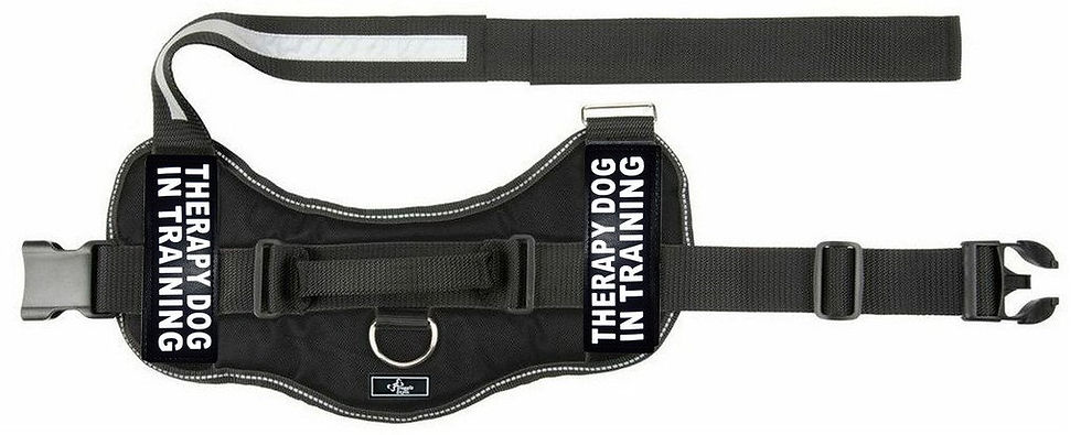 Thumbnail: Working "Therapy Dog In Training" Harness