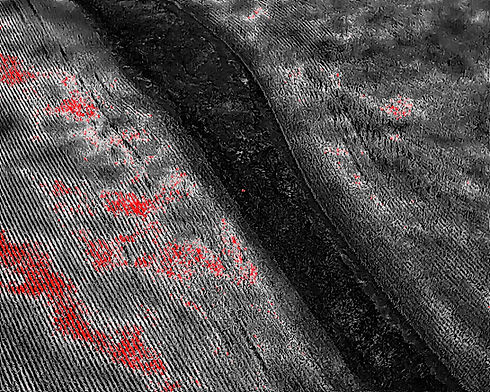 Project DEER-1-7.jpg