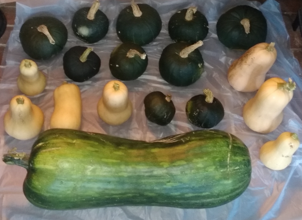 Bounty Crop of Squashes
