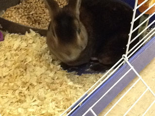 Our New Bunny