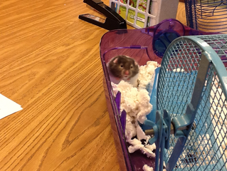 Our hamster, Oreo