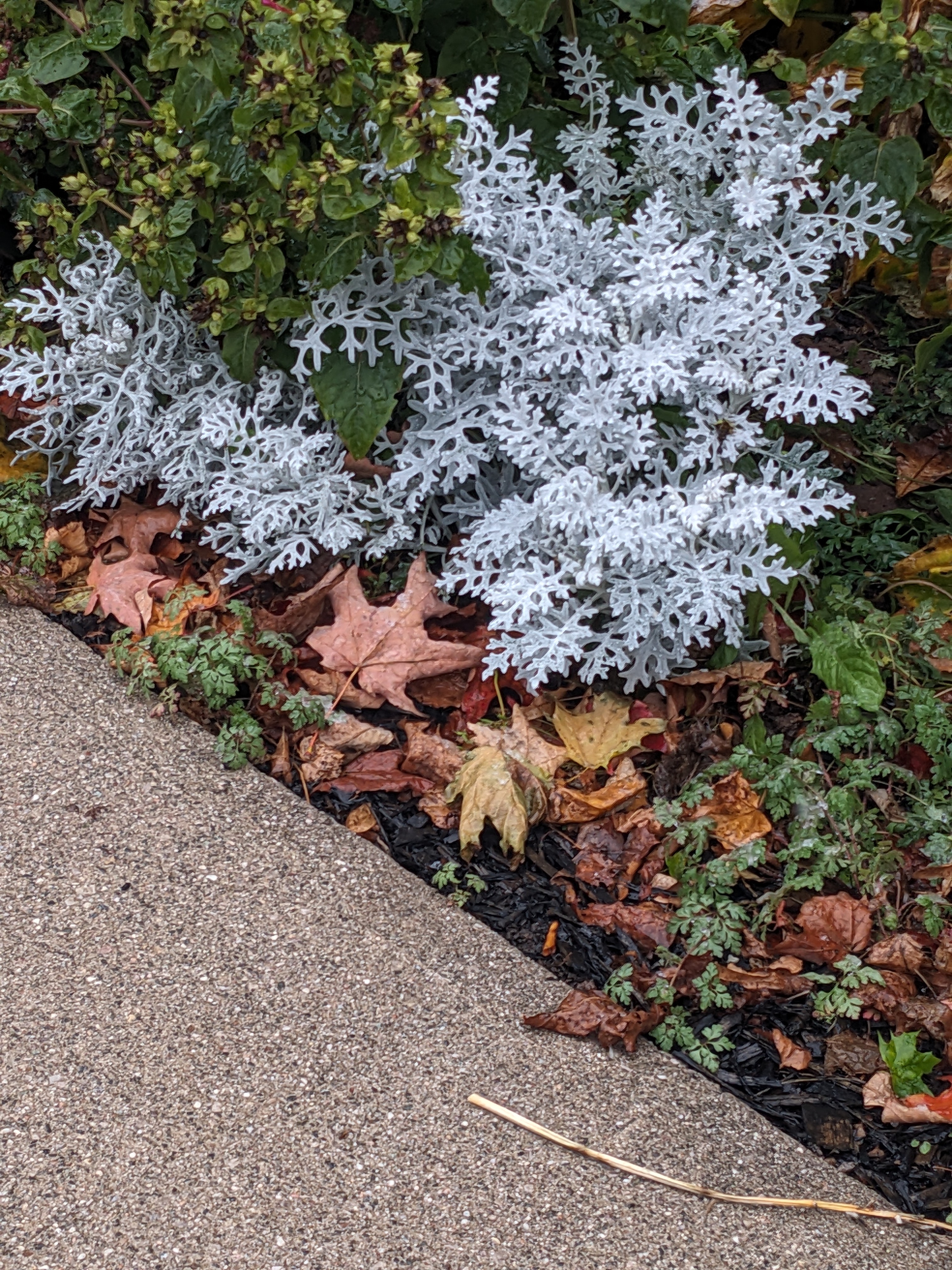 Grey Area