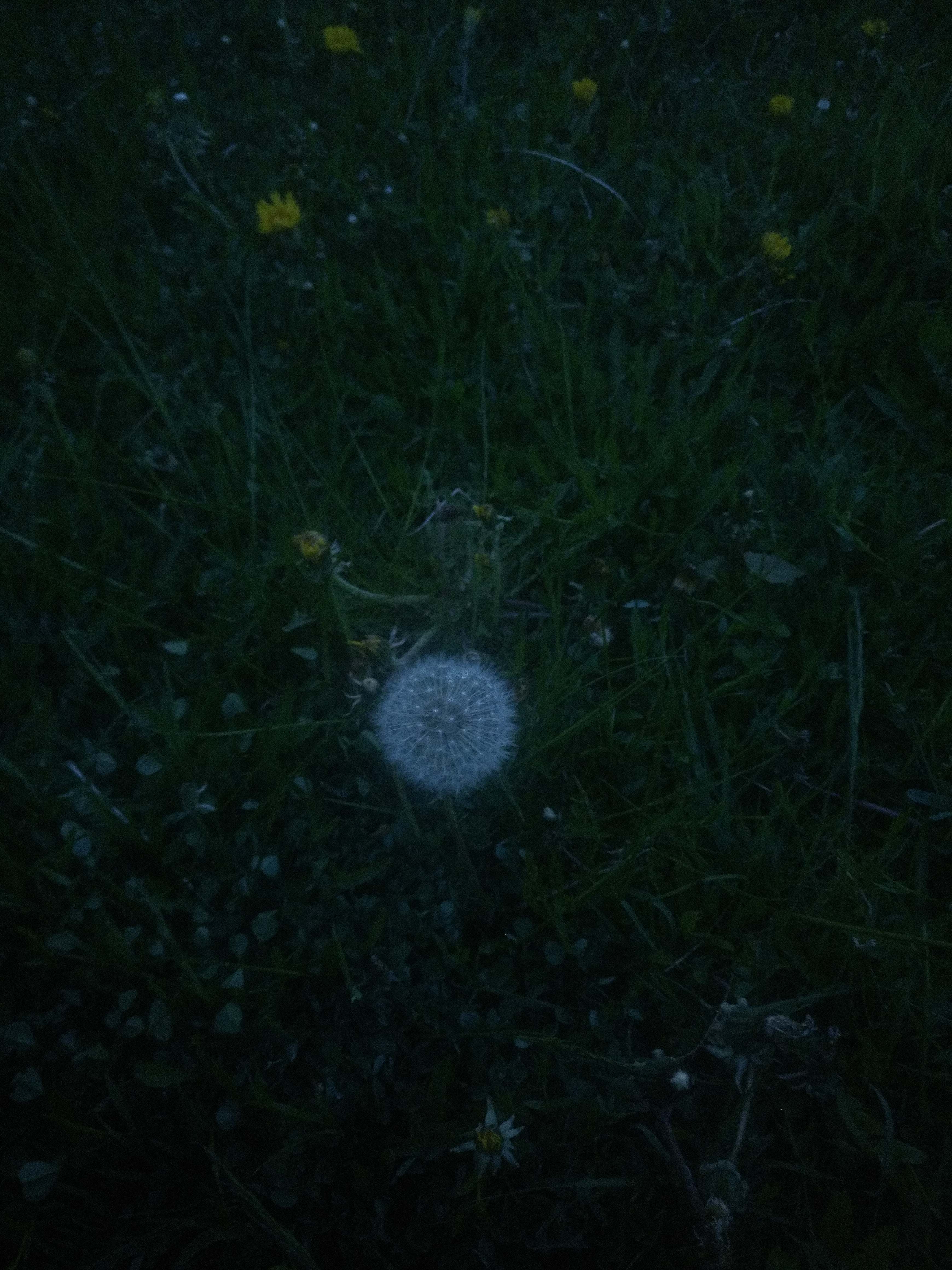 Lone Dandelion