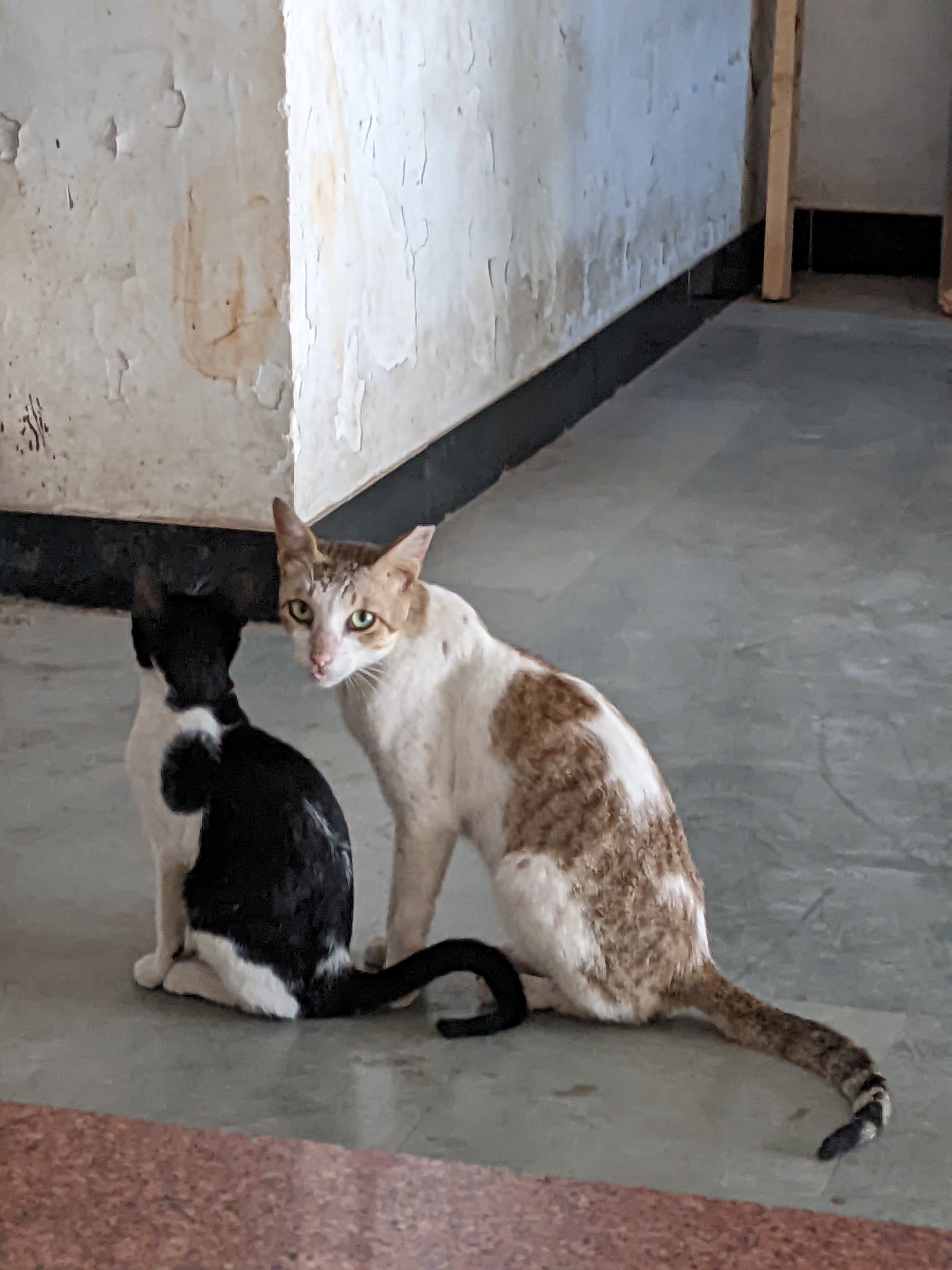 Yin & Yang