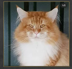 juliusavoseberg.PNG