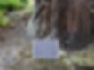 Tribute Gift - tree sign_c2.jpg