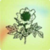 Florais de Bach