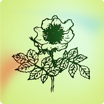 Florais de Bach