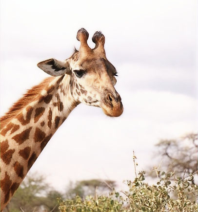 Un girafe à Serengeti