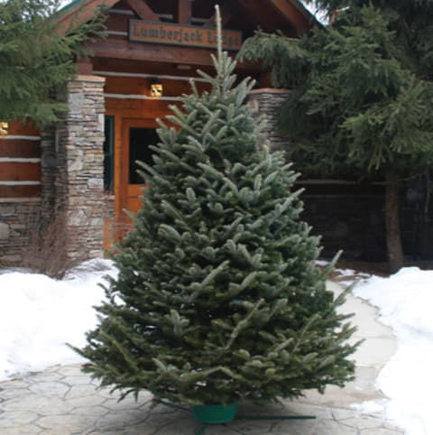 What is the Most Common Type of Christmas Tree?