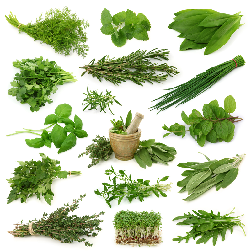 Curso Plantas Medicinais
