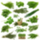 Collection of Herbs