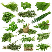 Collection of Herbs