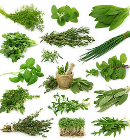 Collection of Herbs