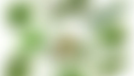 grüne Kräuter auf weißem Grund zum Beispiel Salbei Minze Basilikum