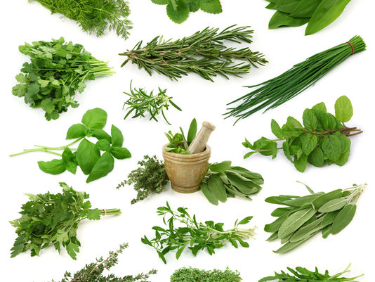 10 Herbs to Help You