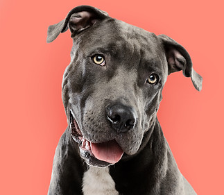 Pitbull Portrait