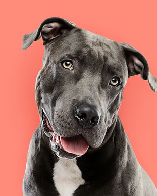 Pitbull Portrait