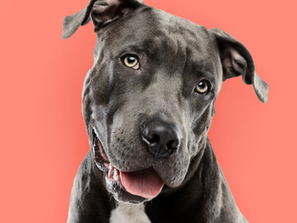 Pitbull Portrait